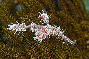 Images Dated 25th December 2008: Indonesia, Raja Ampat. Close-up of ghost pipefish that can change its color and skin texture
