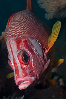 Indonesia, Raja Ampat. Close-up of squirrelfish Indonesia, Raja Ampat. Close-up of squirrelfish