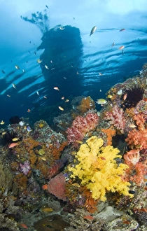 Indonesia, Raja Ampat, Misool, Boo Islands. Above-water island seen from underwater reef Indonesia, Raja Ampat, Misool, Boo Islands. Above-water island seen from underwater reef