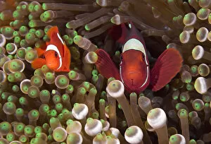 Images Dated 25th January 2009: Indonesia, Raja Ampat. Two spinecheek anemonefish swim among anemone tentacles for protection