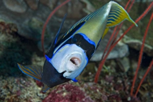 Indonesia, Raja Ampat. Front view of emperor angelfish Indonesia, Raja Ampat. Front view of emperor angelfish