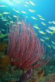 Indonesia Collection: Indonesia, Raja Ampat. Yellowtail fusilier fish swim past sea whip coral