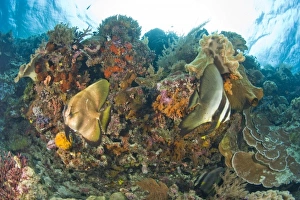 Indonesia, South Sulawesi Province, Wakatobi Archipelago Marine Preserve. Orbicular Batfish Indonesia, South Sulawesi Province, Wakatobi Archipelago Marine Preserve. Orbicular Batfish