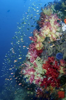 Indonesia, West Papua, Triton Bay. Coral reef scenic Indonesia, West Papua, Triton Bay. Coral reef scenic