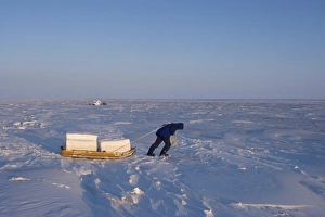 inupiat guide Bruce Inglangasak hauling snow blocks for an igloo snow blind inupiat guide Bruce Inglangasak hauling snow blocks for an igloo snow blind