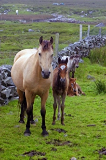 Ireland. Farm horses of the Connemara in Ireland Ireland. Farm horses of the Connemara in Ireland