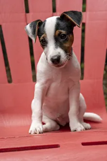 Issaquah, USA. Two month old Jack Russell Terrier sitting on a plastic patio chair. (PR) Issaquah, USA. Two month old Jack Russell Terrier sitting on a plastic patio chair. (PR)