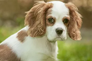 Issaquah, Washington State, USA. Cavalier King Charles Spaniel four month old puppy. (PR) Issaquah, Washington State, USA. Cavalier King Charles Spaniel four month old puppy. (PR)