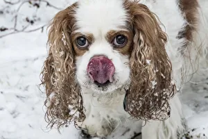 Issaquah, Washington State, USA. Cavalier King Charles Spaniel hoping for a treat Issaquah, Washington State, USA. Cavalier King Charles Spaniel hoping for a treat