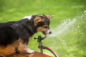 Issaquah, Washington State, USA. Six month old Corgi puppy trying to drink from the lawn sprinkler