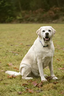 Issaquah, Washington State, USA. English Yellow Labrador Retriever, smiling while