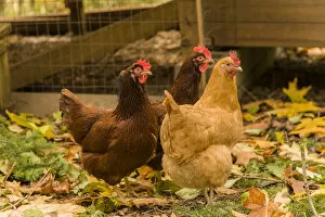 Images Dated 5th November 2012: Issaquah, Washington State, USA. Free-ranging Buff Orpington and Rhode Island Red