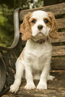 Issaquah, Washington State, USA. Cavalier King Charles Spaniel puppy at 11 weeks old Issaquah, Washington State, USA. Cavalier King Charles Spaniel puppy at 11 weeks old