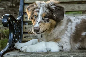 Issaquah, Washington State, USA. Four month old Red Merle Australian Shepherd puppy