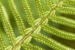 Issaquah, Washington State, USA. Underside of a western sword fern (Polystichum munitum) Issaquah, Washington State, USA. Underside of a western sword fern (Polystichum munitum)