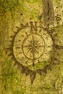 Issaquah, Washington State, USA. Carving of a compass on a moss-covered tree Issaquah, Washington State, USA. Carving of a compass on a moss-covered tree