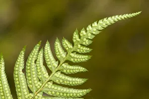 Issaquah, Washington State, USA. Underside of a western sword fern (Polystichum munitum) Issaquah, Washington State, USA. Underside of a western sword fern (Polystichum munitum)