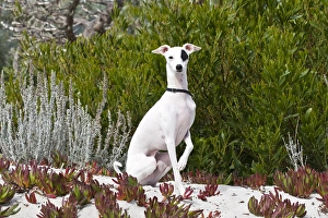 An Italian Greyhound sitting in the sand and ice plant An Italian Greyhound sitting in the sand and ice plant