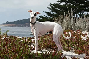 Natural Gallery: An Italian Greyhound standing in the white sands and ice plant of Carmel Beach California