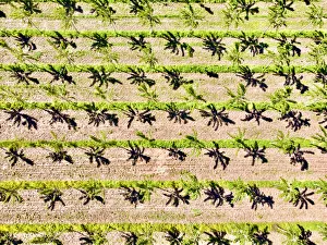 Italy, Mantua, poplar tree plantation, poplar trees are used to produce pulp for paper Italy, Mantua, poplar tree plantation, poplar trees are used to produce pulp for paper
