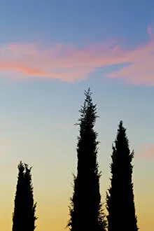Images Dated 3rd August 2012: Italy, Orvieto. Cypress trees and cloud at sunset
