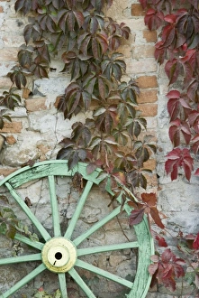 Italy, Piedmont (Piemonte), La Morra, green wooden wheel against vine-covered exterior Italy, Piedmont (Piemonte), La Morra, green wooden wheel against vine-covered exterior