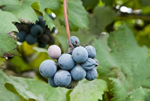 Italy, Piedmont (Piemonte), La Morra, grapes on the vine Italy, Piedmont (Piemonte), La Morra, grapes on the vine