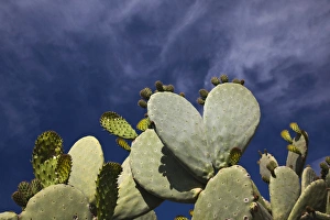 ITALY, Sardinia, Bosa. Cactus by the Castello Malaspina ITALY, Sardinia, Bosa. Cactus by the Castello Malaspina