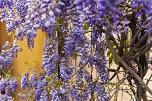 Italy, Sicily, Messina Province, Tripi. Wisteria flowers hanging in the medieval hilltop Italy, Sicily, Messina Province, Tripi. Wisteria flowers hanging in the medieval hilltop
