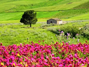 Floral & Botanical Collection: Italy, Sicily, Trapani. Alcamo countryside