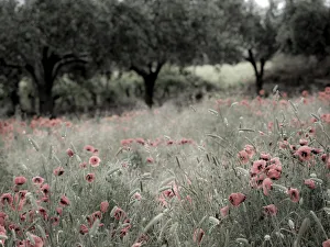 Italy, Sicily, Trapani. Poppies, olive groves and vineyards in spring Italy, Sicily, Trapani. Poppies, olive groves and vineyards in spring