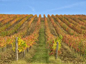 Italy, Tuscany. Colorful vineyards in autumn with blue skies Italy, Tuscany. Colorful vineyards in autumn with blue skies