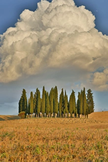 Italy, Tuscany. Cypress grove and towering cloud formation Italy, Tuscany. Cypress grove and towering cloud formation