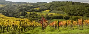 Panoramic View Gallery: Italy, Tuscany. Panoramic view of a colorful vineyard in the Tuscan landscape