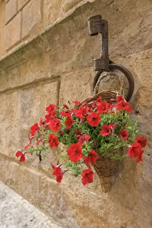 Images Dated 12th May 2010: Italy, Tuscany, Pienza. Colorful petunias spill from a basket on a stone wall