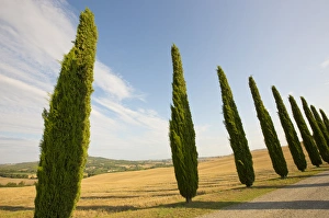 Italy, Tuscany. Road and cypress trees. Credit as: Gilles Delisle / Jaynes Gallery / DanitaDelimont Italy, Tuscany. Road and cypress trees. Credit as: Gilles Delisle / Jaynes Gallery / DanitaDelimont