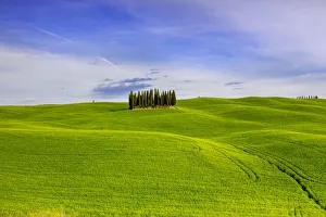 Images Dated 9th May 2009: Italy, Tuscany, Val d Orcia. Famous cypress grove