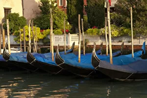 Images Dated 21st May 2011: Italy; Venice. Gondolas along the Grand Canal of Venice