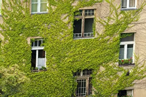 Buda Gallery: Ivy covered wall of building