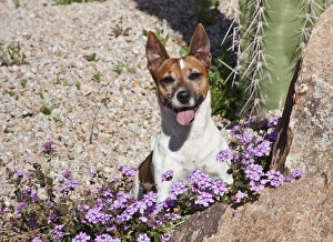 A Jack Russell Terrier sitting behind some purple flowers in desert garden A Jack Russell Terrier sitting behind some purple flowers in desert garden