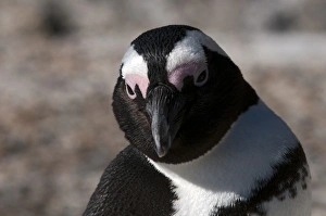 Jackass penguin (Speniscus demersus), Boulders Beach, Cape Town, South Africa Jackass penguin (Speniscus demersus), Boulders Beach, Cape Town, South Africa