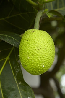 Jackfruit (Artocarpus heterophyllus), Namaqumaqua village, Coral Coast, Viti Levu Jackfruit (Artocarpus heterophyllus), Namaqumaqua village, Coral Coast, Viti Levu