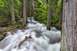 Jackson Creek in Glacier National Park, Montana, USA Jackson Creek in Glacier National Park, Montana, USA