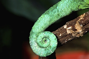 Jacksons Chameleon Tail, Chamaeleo jacksoni, Native to Eastern Africa Jacksons Chameleon Tail, Chamaeleo jacksoni, Native to Eastern Africa