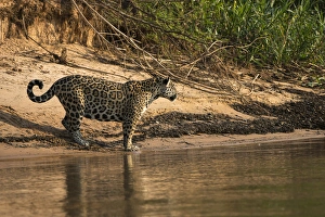 Jaguar (Panthera onca) female, Northern Pantanal, Mato Grosso, Brazil Jaguar (Panthera onca) female, Northern Pantanal, Mato Grosso, Brazil