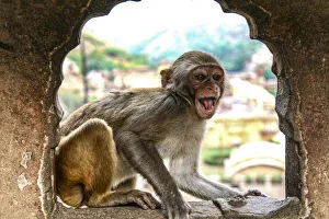 Jaipur, India, Monkey Temple, laughing Macaque Jaipur, India, Monkey Temple, laughing Macaque
