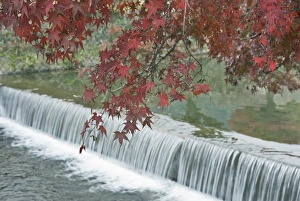 Japan, Kyoto, Arashiyama, Maple Leaves and Waterfall Japan, Kyoto, Arashiyama, Maple Leaves and Waterfall