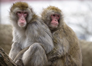 Two Japanese macaques huddling at the Cincinnati Zoo Two Japanese macaques huddling at the Cincinnati Zoo