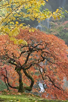 Japanese maple (Acer palmatum) in autumn color, Portland Japanese Garden, Oregon Japanese maple (Acer palmatum) in autumn color, Portland Japanese Garden, Oregon