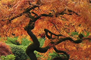 Japanese Maple in Full Fall Color; Portland Japanese Garden; Portland; Oregon; USA Japanese Maple in Full Fall Color; Portland Japanese Garden; Portland; Oregon; USA
